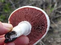 Agaricus campestris image