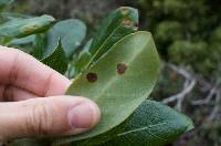 Puccinia coprosmae image