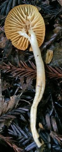 Hygrocybe flavifolia image