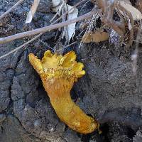 Omphalotus olivascens image