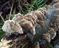 Trametes versicolor image