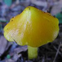 Hygrocybe chlorophana image