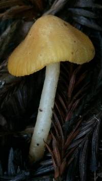 Hygrocybe flavifolia image