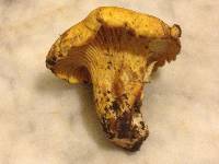 Cantharellus californicus image