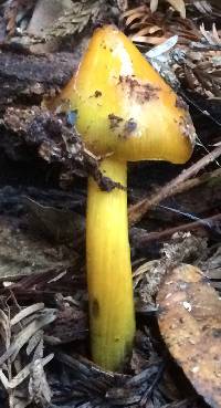 Hygrocybe singeri image