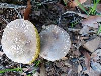 Boletus chrysenteron image