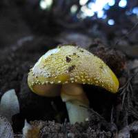 Amanita gemmata image