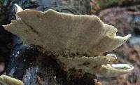 Trametes versicolor image