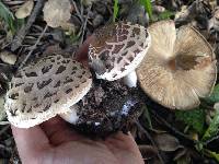 Chlorophyllum brunneum image