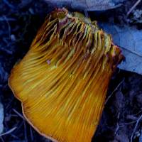 Omphalotus olivascens image