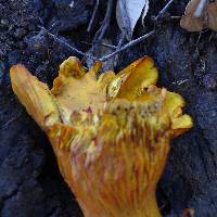 Omphalotus olivascens image