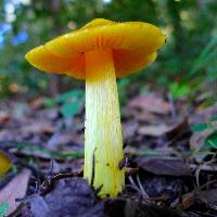 Hygrocybe chlorophana image