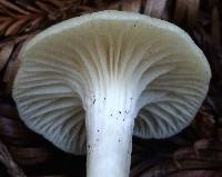 Hygrocybe russocoriacea image