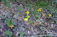 Hygrocybe chlorophana image