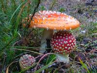 Amanita muscaria image