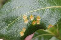 Puccinia coprosmae image