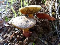 Boletus chrysenteron image