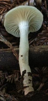 Hygrocybe russocoriacea image