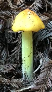 Hygrocybe singeri image