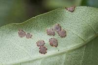 Puccinia coprosmae image