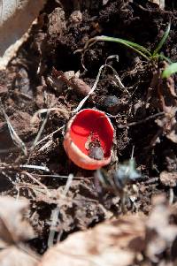 Sarcoscypha coccinea image