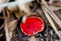 Sarcoscypha coccinea image