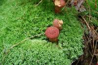 Suillus pictus image