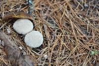 Lycoperdon perlatum image