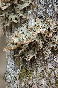 Lobaria pulmonaria image