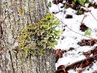 Lobaria pulmonaria image