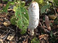 Coprinus comatus image