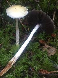 Stropharia ambigua image