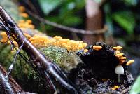 Favolaschia calocera image