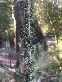 Usnea longissima f. longissima image