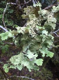 Lobaria oregana image