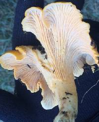 Cantharellus cascadensis image