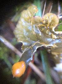 Peltigera membranacea image