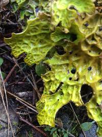 Lobaria pulmonaria image