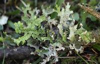 Lobaria pulmonaria image