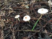 Lepiota castaneidisca image