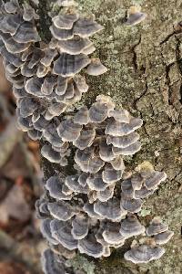 Trametes versicolor image