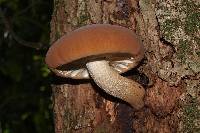Agrocybe parasitica image