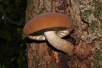 Agrocybe parasitica image