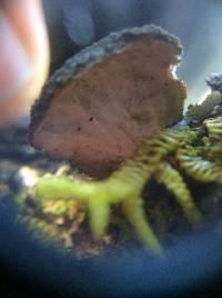 Sticta fuliginosa image