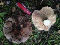 Lactarius argillaceifolius image