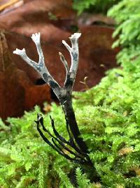 Xylaria hypoxylon image