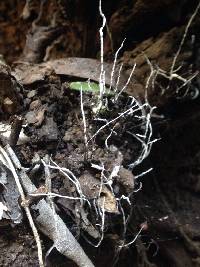 Xylaria hypoxylon image