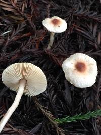 Lepiota castaneidisca image