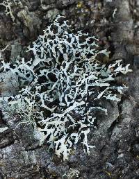 Hypogymnia heterophylla image