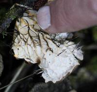 Peltigera membranacea image